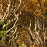 The Dark Hedges in Autumn