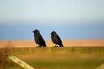 Jackdaws