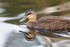 Pacific Black Duck 2. 0A3A5642
