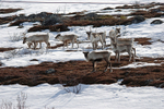 Reindeer
