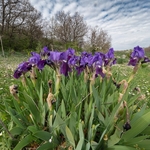 Twin-flowered Iris (Iris bicapitata) usually blue-violet but also in yellow, white and lilac