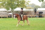 S63 Show Pony & Show Hunter Pony Ridden portfolio