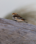 SNOW BUNTINGS