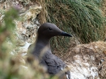 Common Guillemot