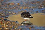 Turnstone