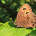 Common Wood-Nymph - 1