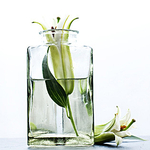 Still life portfolio