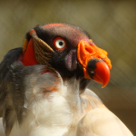 Colorful Vulture