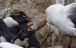 Rock-Hopper Penguin and Albatros fighting