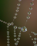Glistening Web
