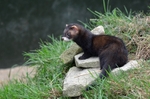 Polecat