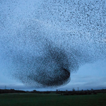 Starlings