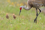 Sandhill Crane (adult & two chicks), Harns Marsh, Florida