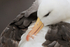 Preening Black-browed Albatross, Falklands
