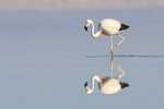 Reflection of Andean Flamingo wading, Laguna Chaxas, Chile