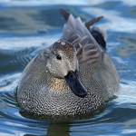 Gadwall