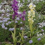 Hybrid Orchis - Orchis x colemanii ( Orchis mascula x O. pauciflora)