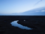 Saltmarsh Blue