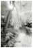 Forked Tree