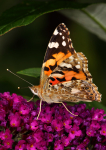 Painted Lady
