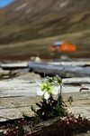 Svalbard Poppy 2608