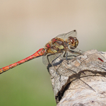 1 - Male Common Darter 1