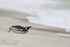 Magellanic Penguin sliding on belly towards sea, Falklands