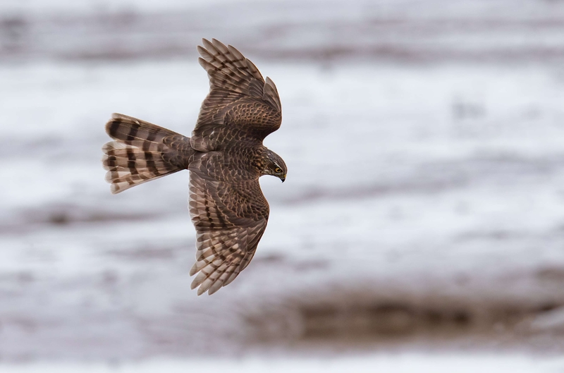 Eurasian Sparrowhawk - Dee Estuary - North Wales
