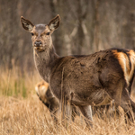 Red Deer
