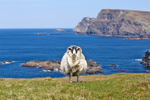 Sheep at Glen Head
