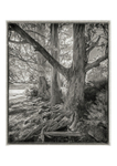 Lakeside trees