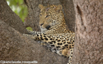 An injured leopard
