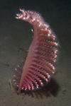 Pennatula phosphorea