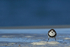Two-banded Plover, legs apart, Sea Lion Island