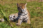 Jaguar 01