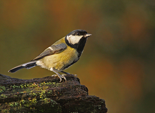 [align=center]Great Tit, Lancashire, England[/align]