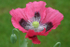 POPPY