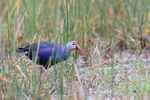 Grey-headed Swamphen portfolio