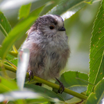 Long-tailed Tit portfolio