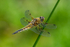 Dragonfly at Kilmacurragh Botanic Gardens in County Wicklow i Ireland.