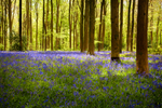 West Woods Bluebells