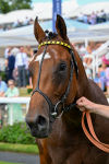 280625-Race 4-Hankelow-0365