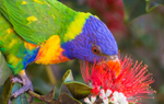 Lorikeet Feeding 6