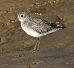 Grey Plover