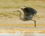 Great Blue Heron, Mud Lake, Canada