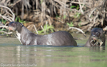 Giant otters