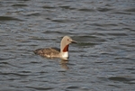 Red-throated Diver
