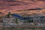 Black Scar Sheepfold, Westmorland Dales