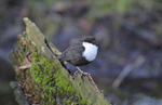 Black-bellied Dipper