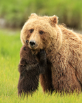 Brown Bear cub worrying mother to be fed, Silver Salmon Creek, Alaska